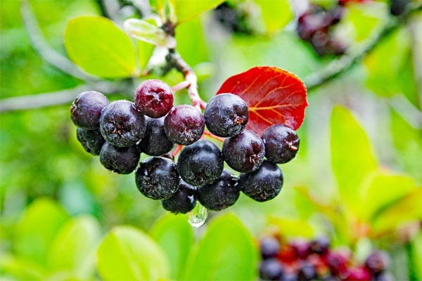 Dunkelblaue kleine Beeren hängen an einem Ast. An den untersten beiden Beeren hängt eine Regentropfen. Im Hintergrund befinden sich grüne und rote Blätter.