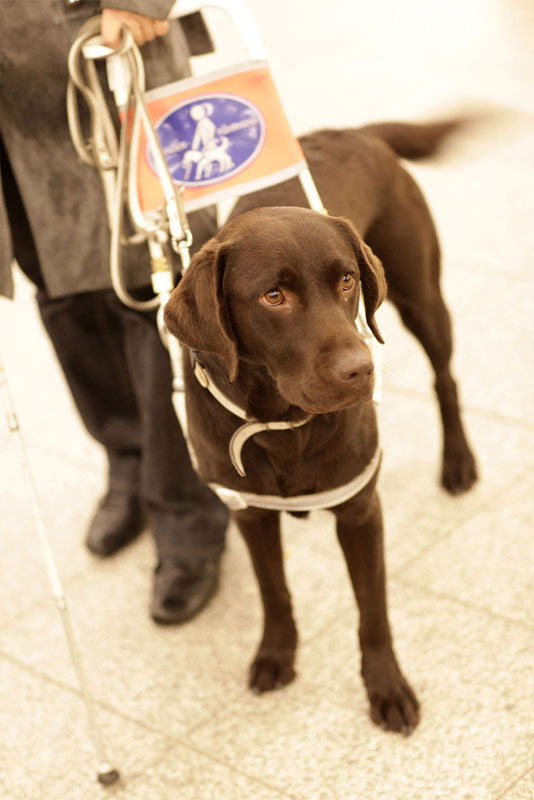 Abbildung Führhund im Dienst