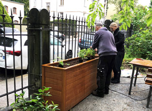 Die Hochbeete in unserem Vorgarten wurden mit Jungpflanzen bestückt,