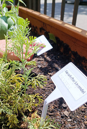 Zu sehen sind die Pflanzschilder neben den Duftpflanzen im Hochbeet, im Vordergrund kann man Kanarischer Lavendel in Braille und Schwarzschrift lesen, im Hintergrund eine Hand, die ein anderes Schild liest.